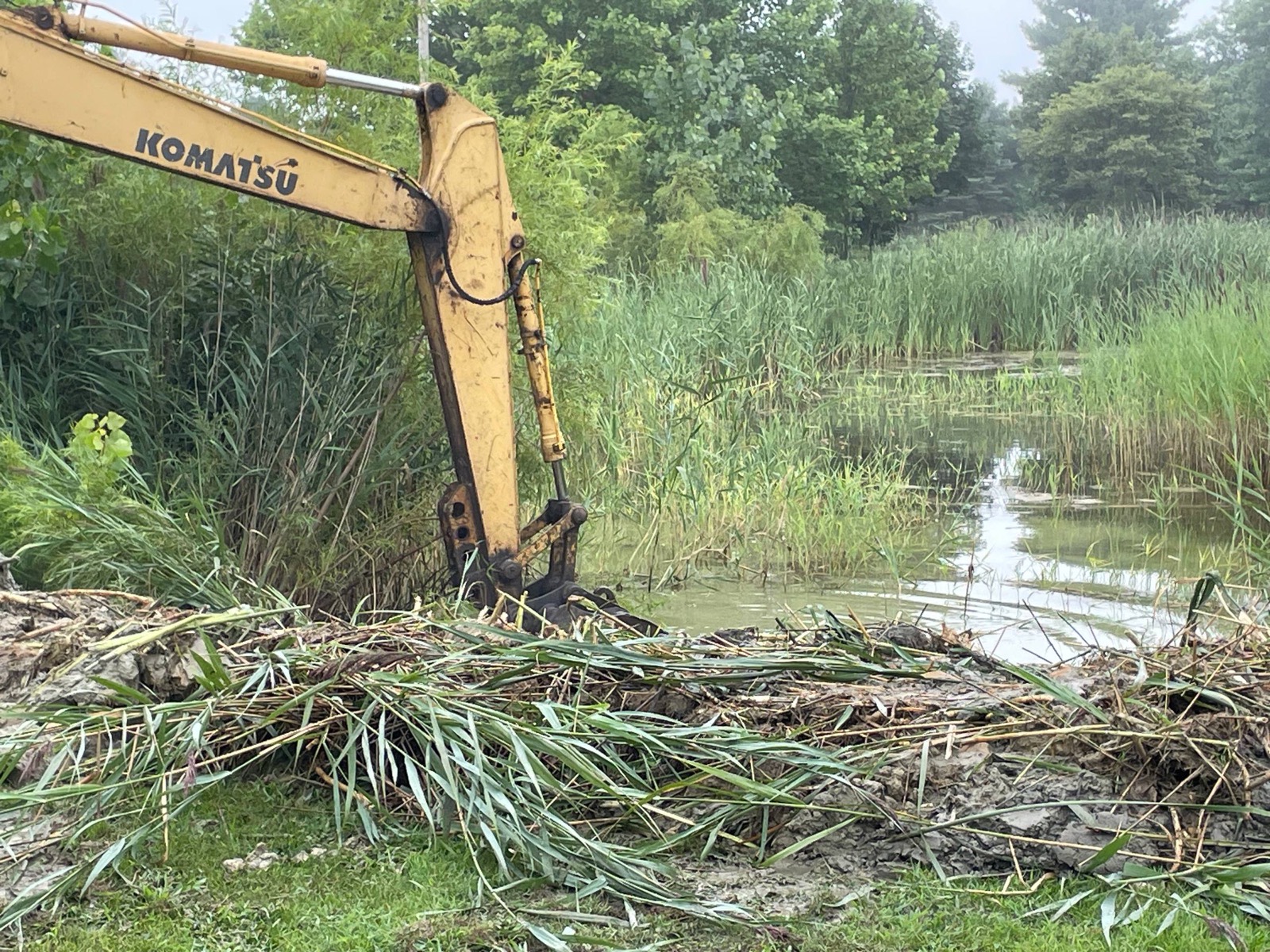During — cattail root mat pulled out of the pond and windrowed on the bank to drain — Brohez Trucking LLC