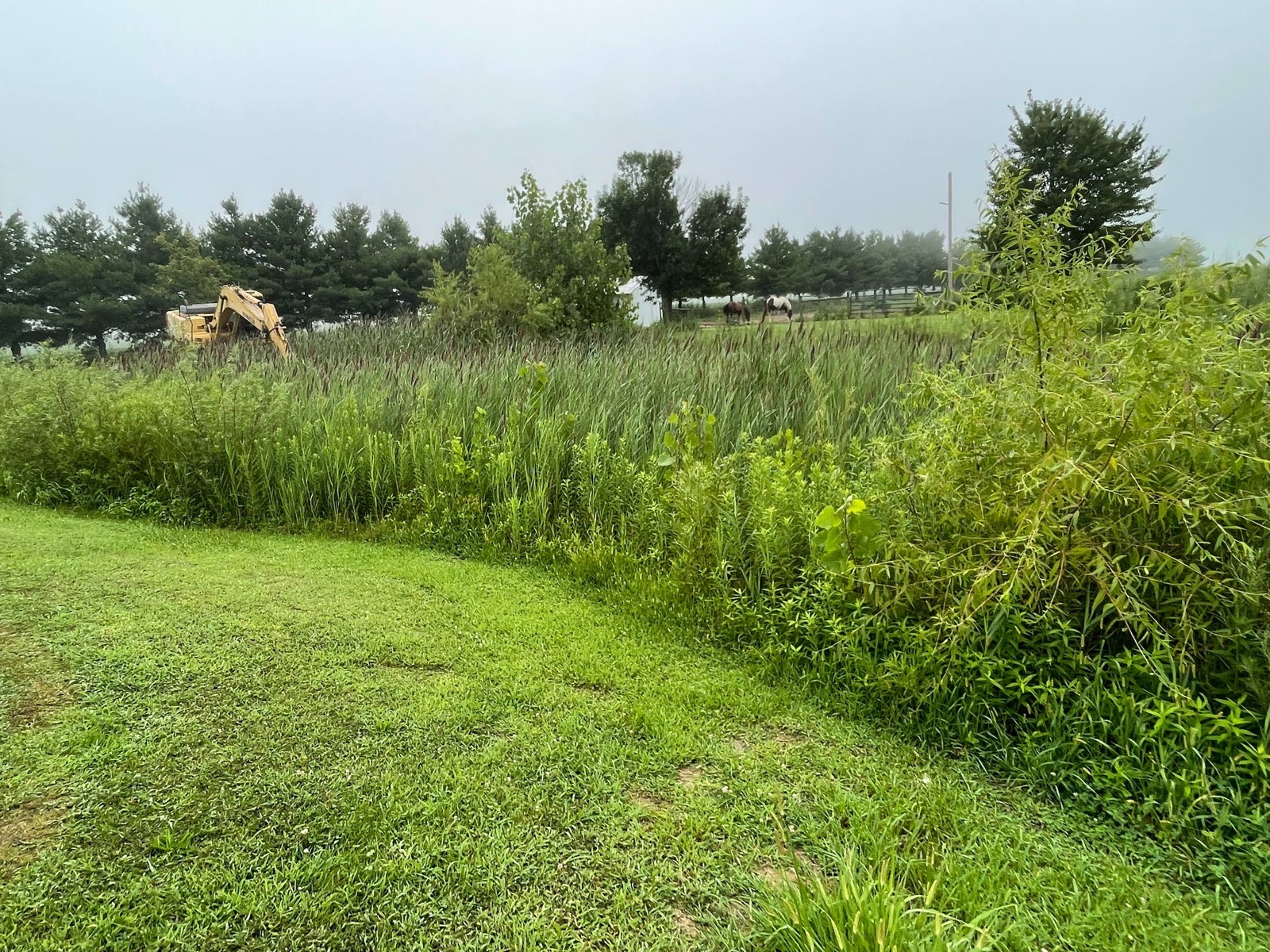Before — farm pond grown shut with cattails near Urbana, Illinois, excavator staged on the bank — Brohez Trucking LLC