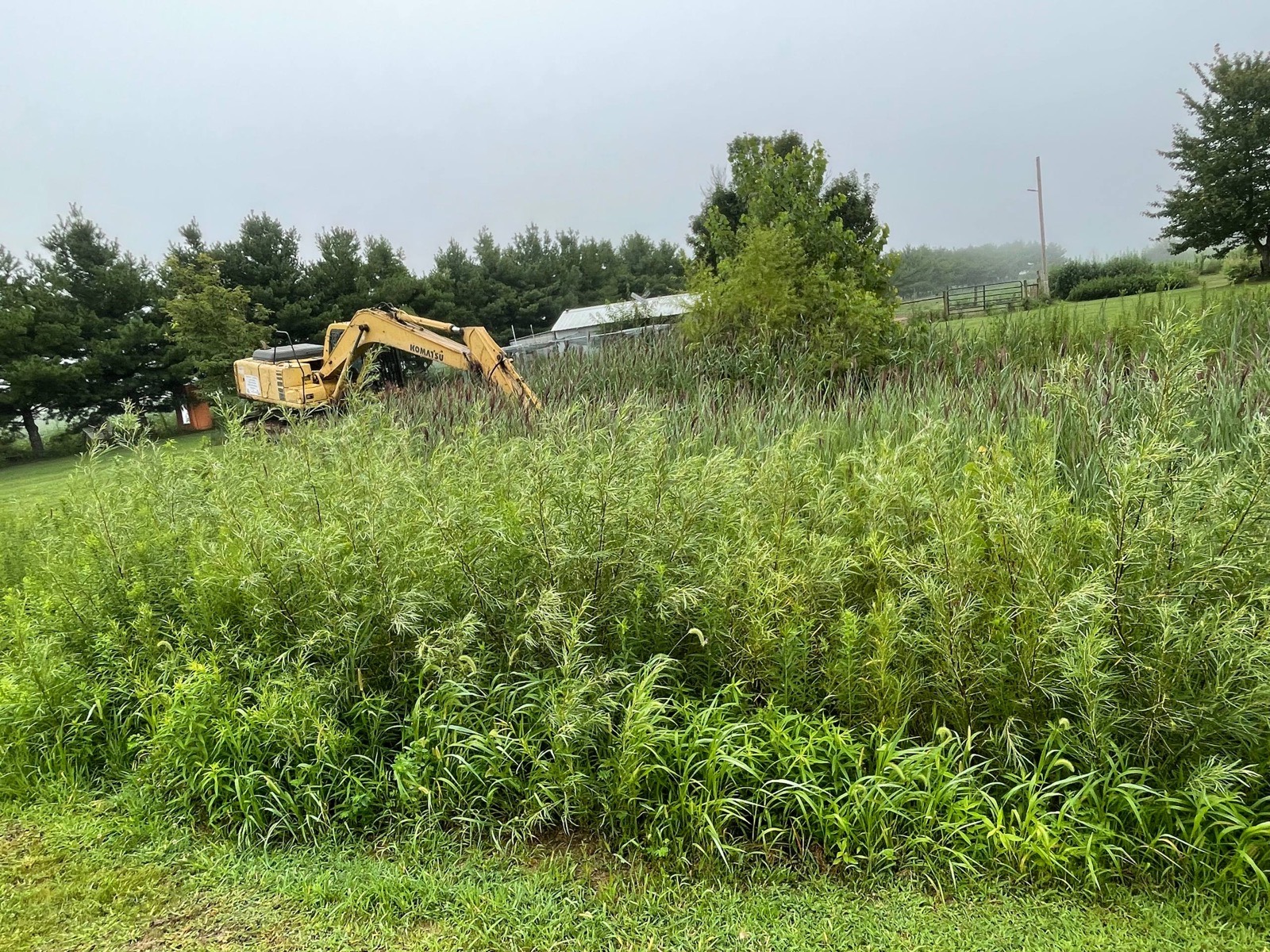 Before — willow and cattails taking over the pond bank in Champaign County, Illinois — Brohez Trucking LLC