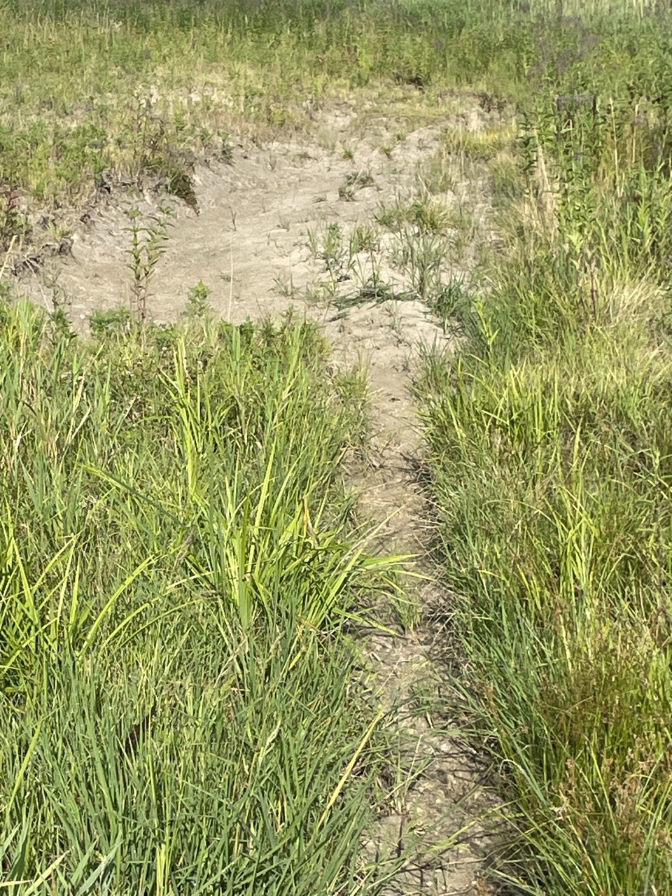 Grassed waterway scoured to bare soil with a narrow gully cutting down the channel near Neoga, IL — Brohez Trucking LLC